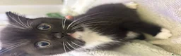 Mixed Breed cats for sale: mixed breed tuxedo kittens - 1 male and female - Advert 3