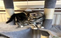 Mixed Breed cats for sale: 🐾Gorgeous Male Kittens Looking for Loving Homes🐾 - Image 3