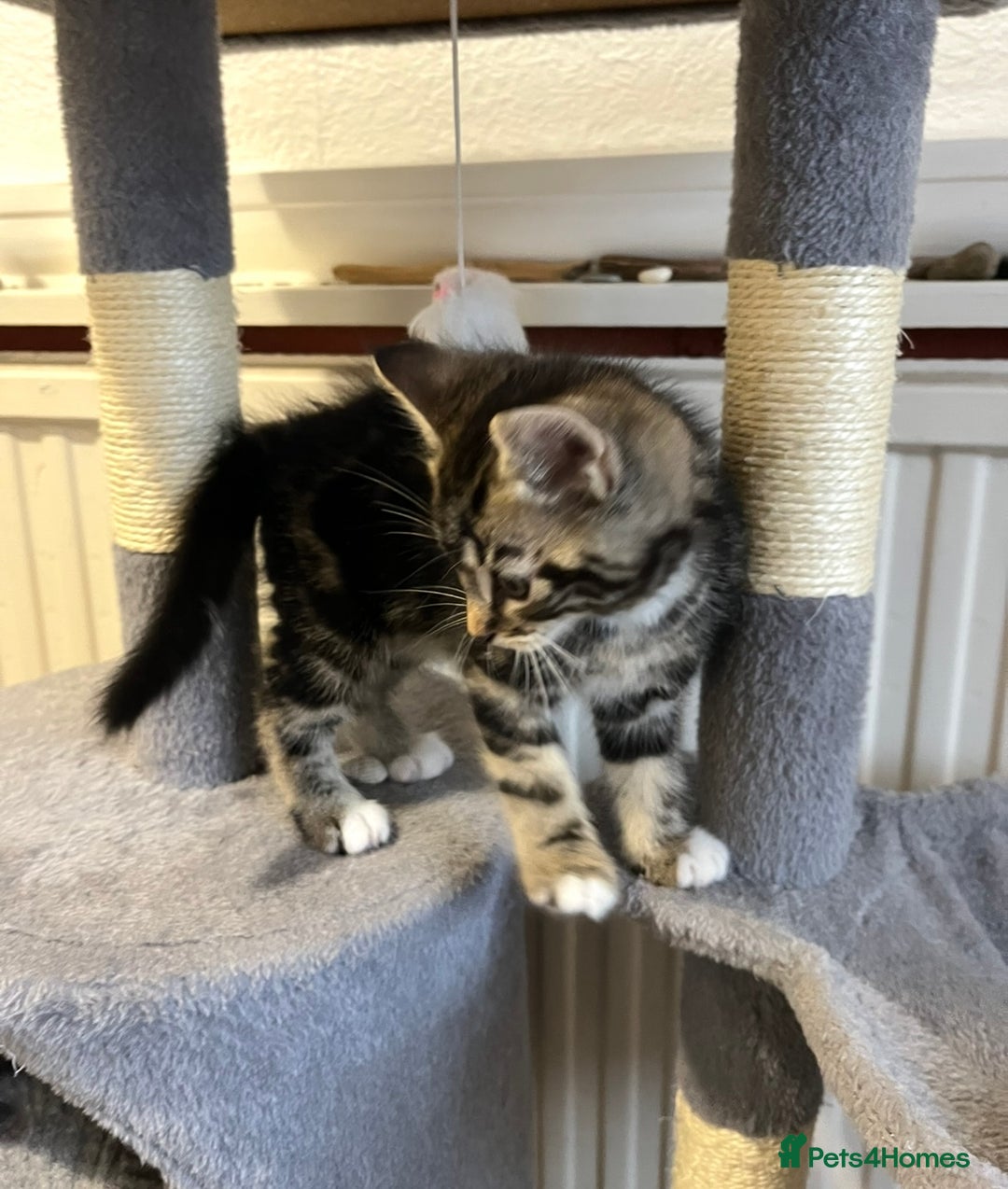 Mixed Breed cats for sale: 🐾Gorgeous Male Kittens Looking for Loving Homes🐾 - Image 3