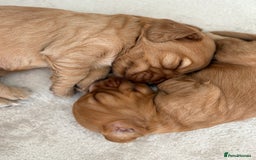 Cocker Spaniel dogs for sale: 3 beautiful cocker spaniel puppies  - Image 7