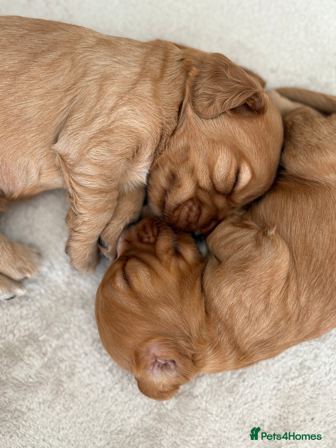 Cocker Spaniel dogs for sale: 3 beautiful cocker spaniel puppies  - Image 7