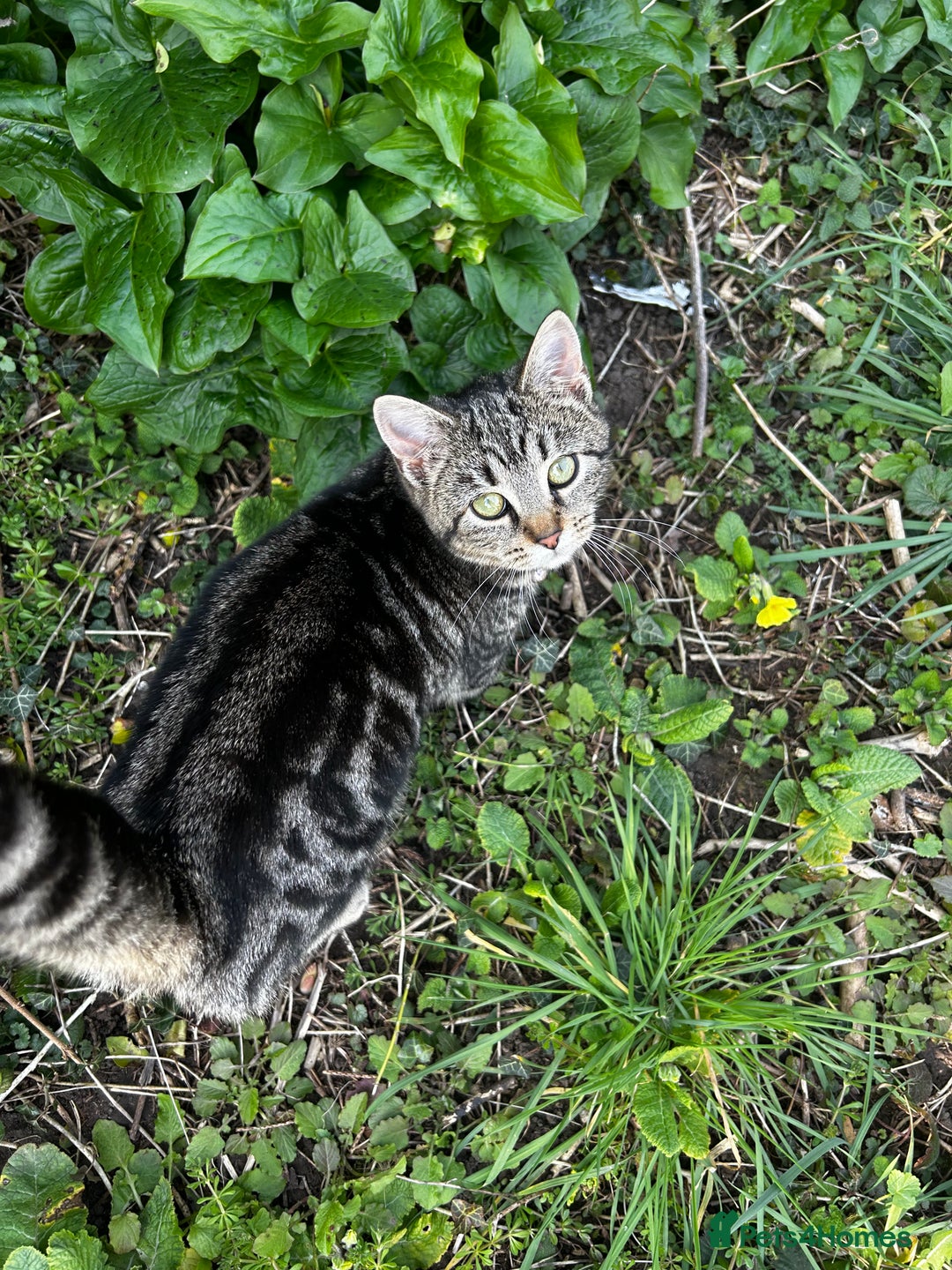 Mixed Breed cats for sale: Moggy kittens - Image 7