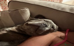 French Bulldog dogs for sale: MALE FRENCHIE LOOKING FOR NEW HOME - Image 7