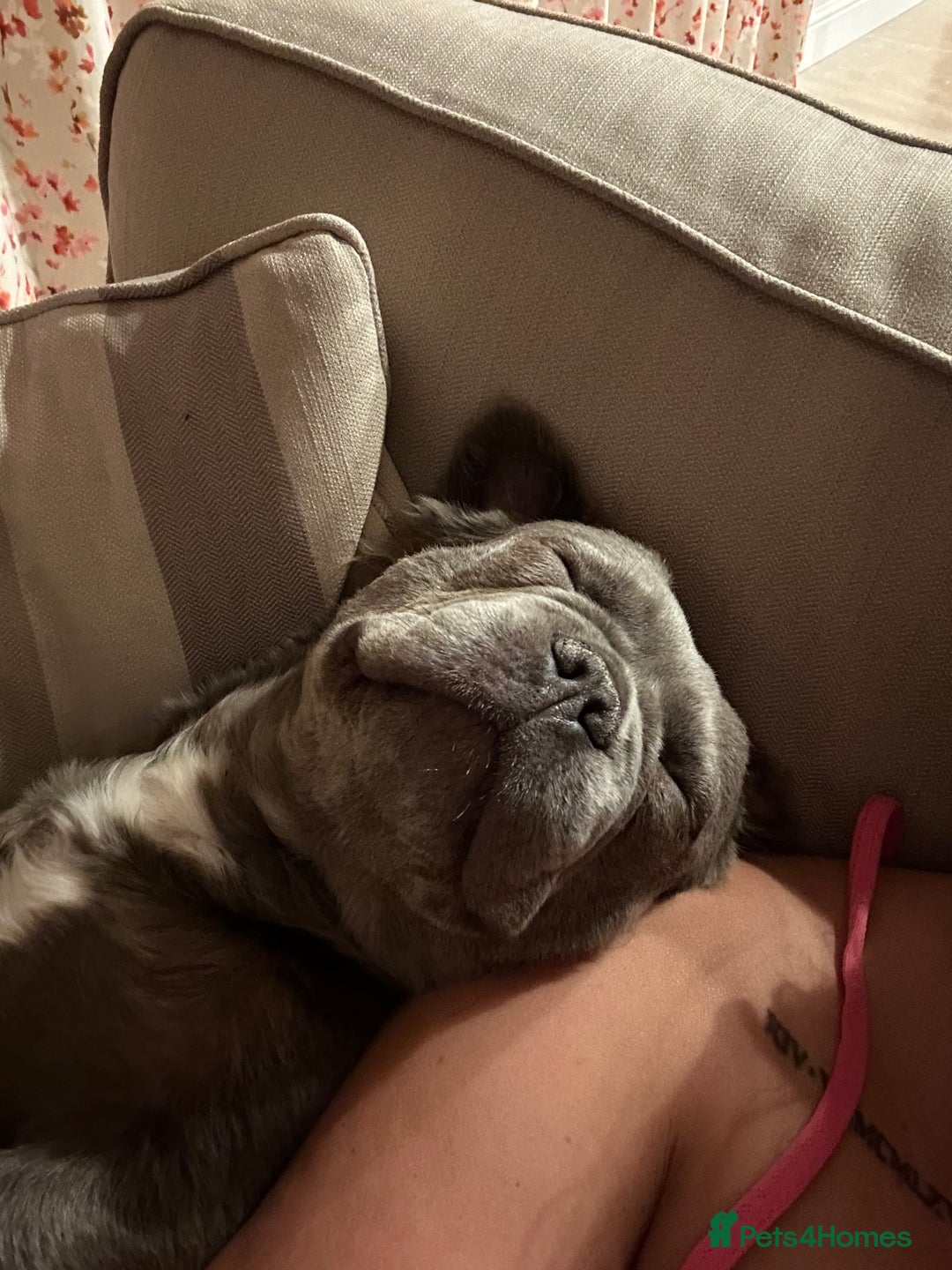 French Bulldog dogs for sale: MALE FRENCHIE LOOKING FOR NEW HOME - Image 7