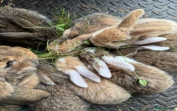 Mixed Breed rabbits for sale: Baby rabbits 5 girls and 1 boys for sale  - Image 2