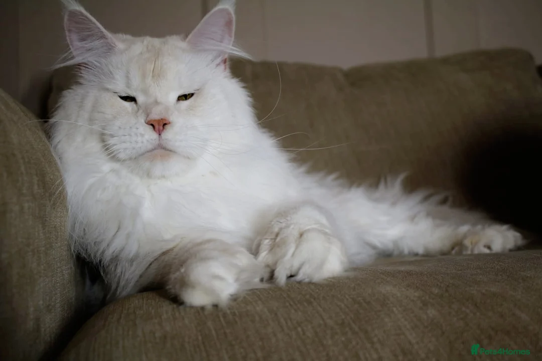 Maine Coon cats for sale: Championljne maine coon kittens - Advert 7