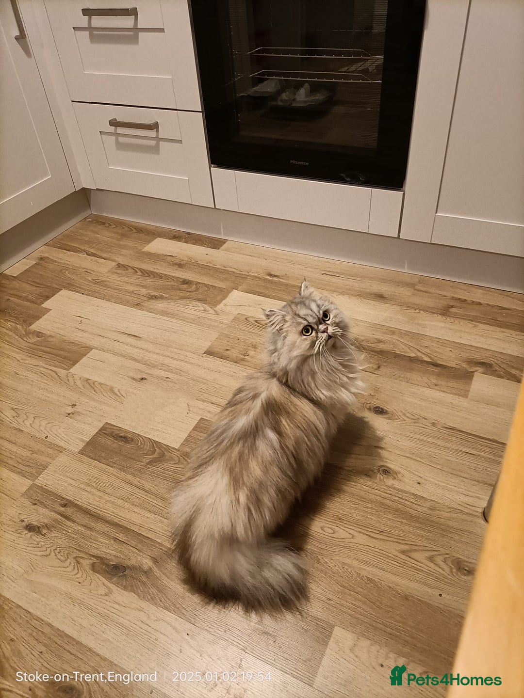 Persian cats for sale: Beautiful fluffy balls  - Advert 9