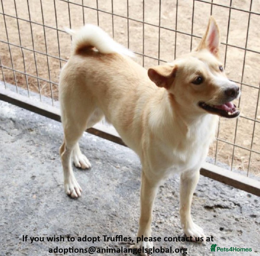 Mixed Breed dogs for adoption: Cute friendly young Truffles-Suffolk/Essex Border - Image 2