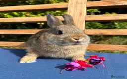 Netherland Dwarf rabbits for sale: Stunning Agouti Netherland Dwarf Bucks - Image 2