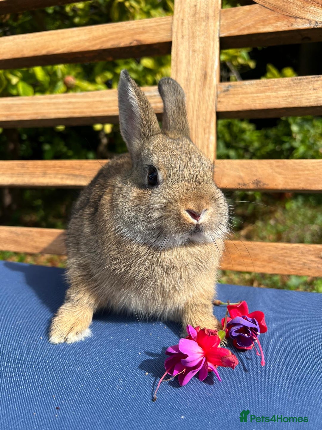 Netherland Dwarf rabbits for sale: Stunning Agouti Netherland Dwarf Bucks - Image 2