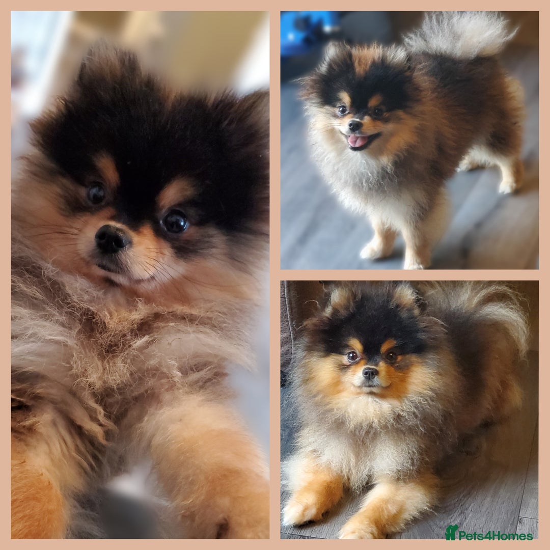 Pomeranian dogs for stud: Kc Pomeranian For Stud Duties - Advert 7