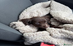Cocker Spaniel dogs for sale: Liver Cocker Spaniel for sale  - Image 3