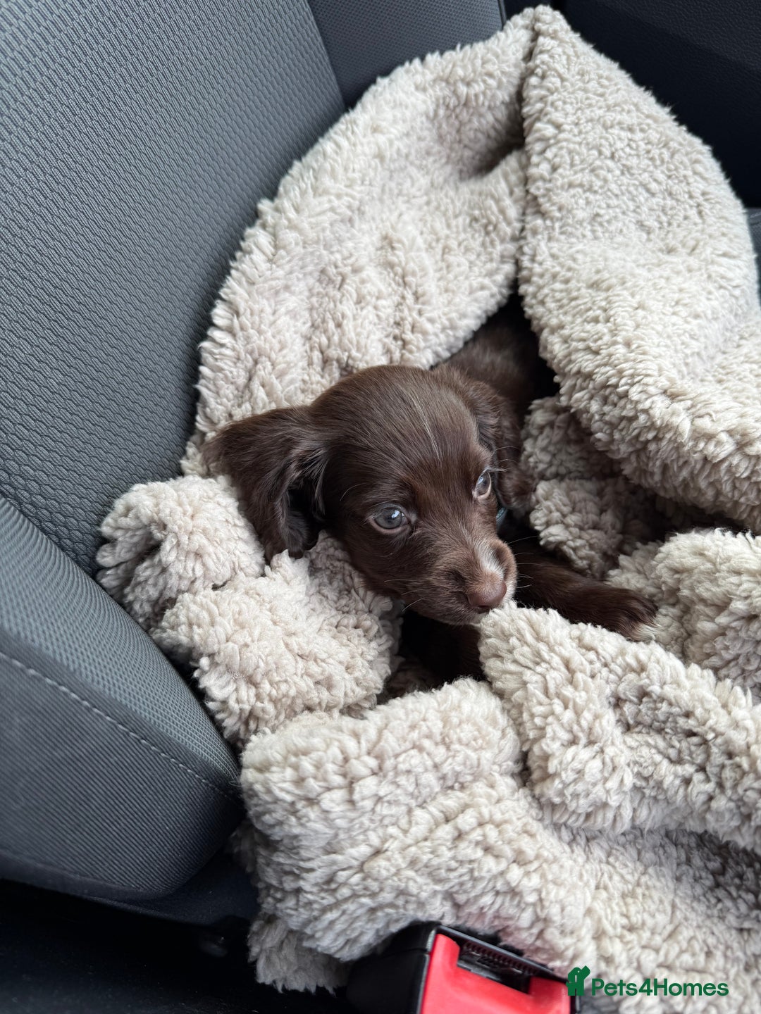 Cocker Spaniel dogs for sale: Liver Cocker Spaniel for sale  - Image 3