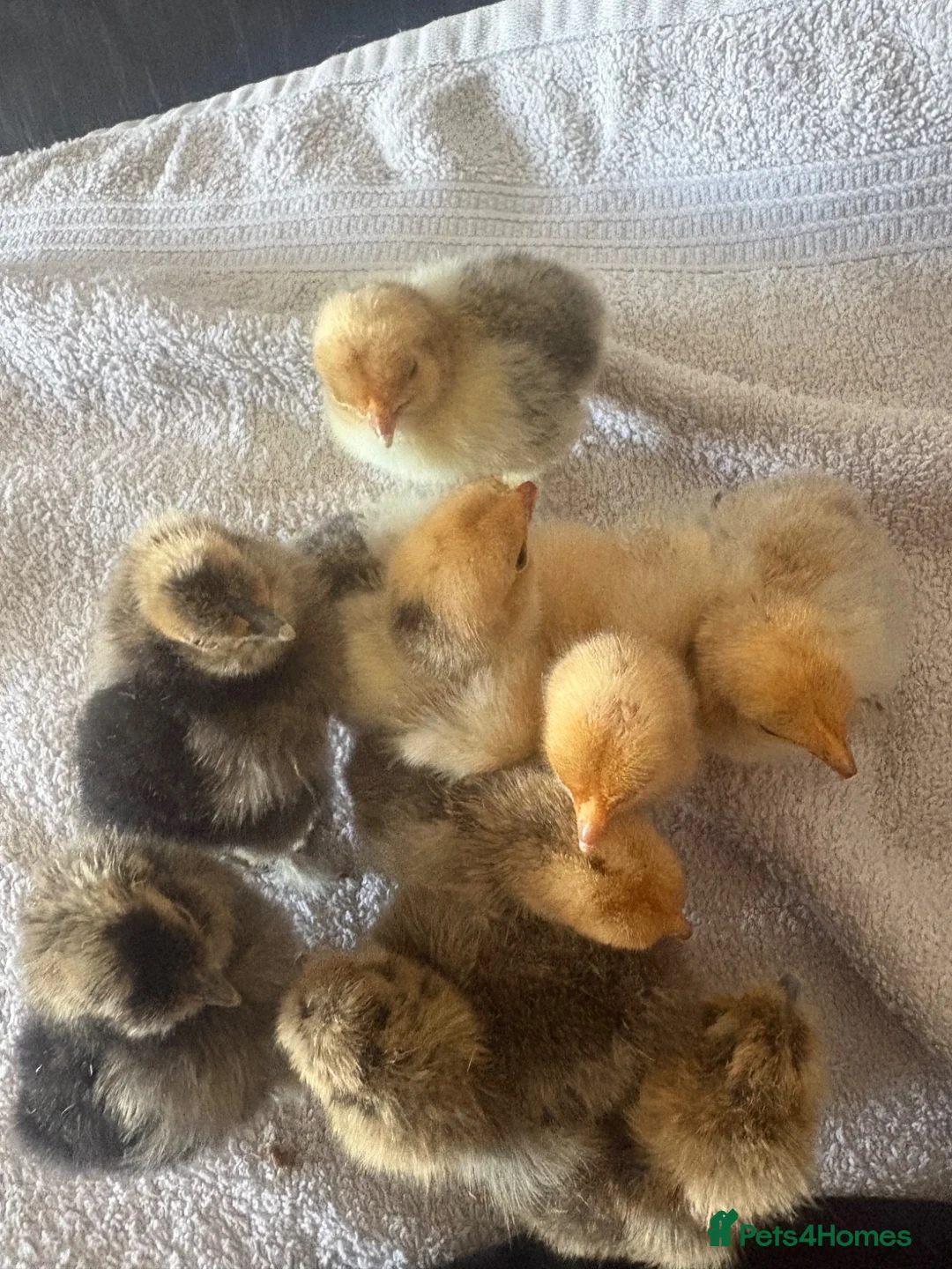 Chickens poultry for sale: 5 pekin bantams 4 silkies. 3days old  - Advert 5