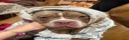 American Bulldog dogs for sale: Two sweethearts looking for a friend for life! - Advert 22