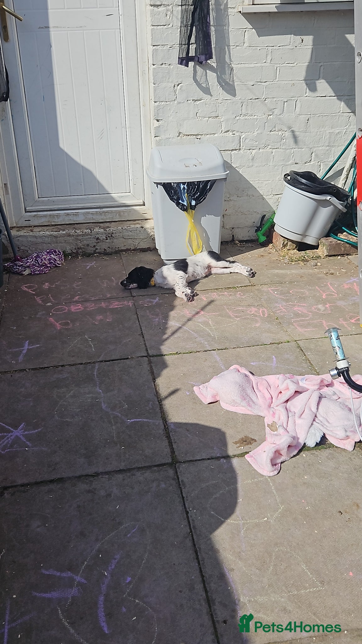 Sprocker dogs for sale: Sprocker puppy - Advert 5