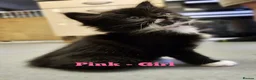 Mixed Breed cats for sale: Fluffy kittens ready to leave in Woodbridge - Advert 8
