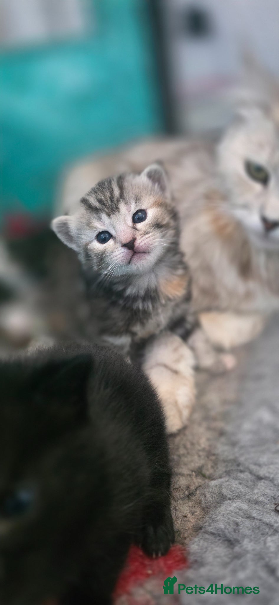 Mixed Breed cats Maincoon x British short hair  - Advert 15
