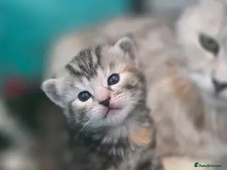 Mixed Breed cats Maincoon x British short hair - Advert 15