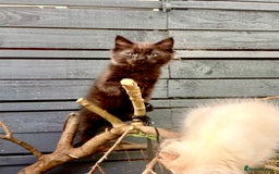 Ragdoll cats for sale: Ragdoll kitten  - Image 10