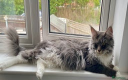 Maine Coon cats for sale: 1 year old male Maine coon - Image 11