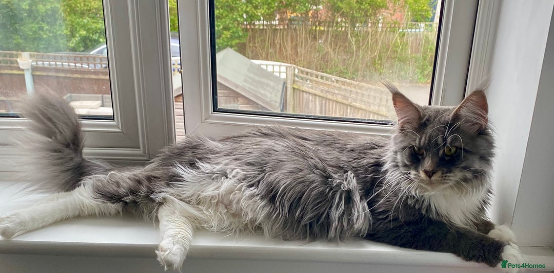 Maine Coon cats for sale: 1 year old male Maine coon - Image 11