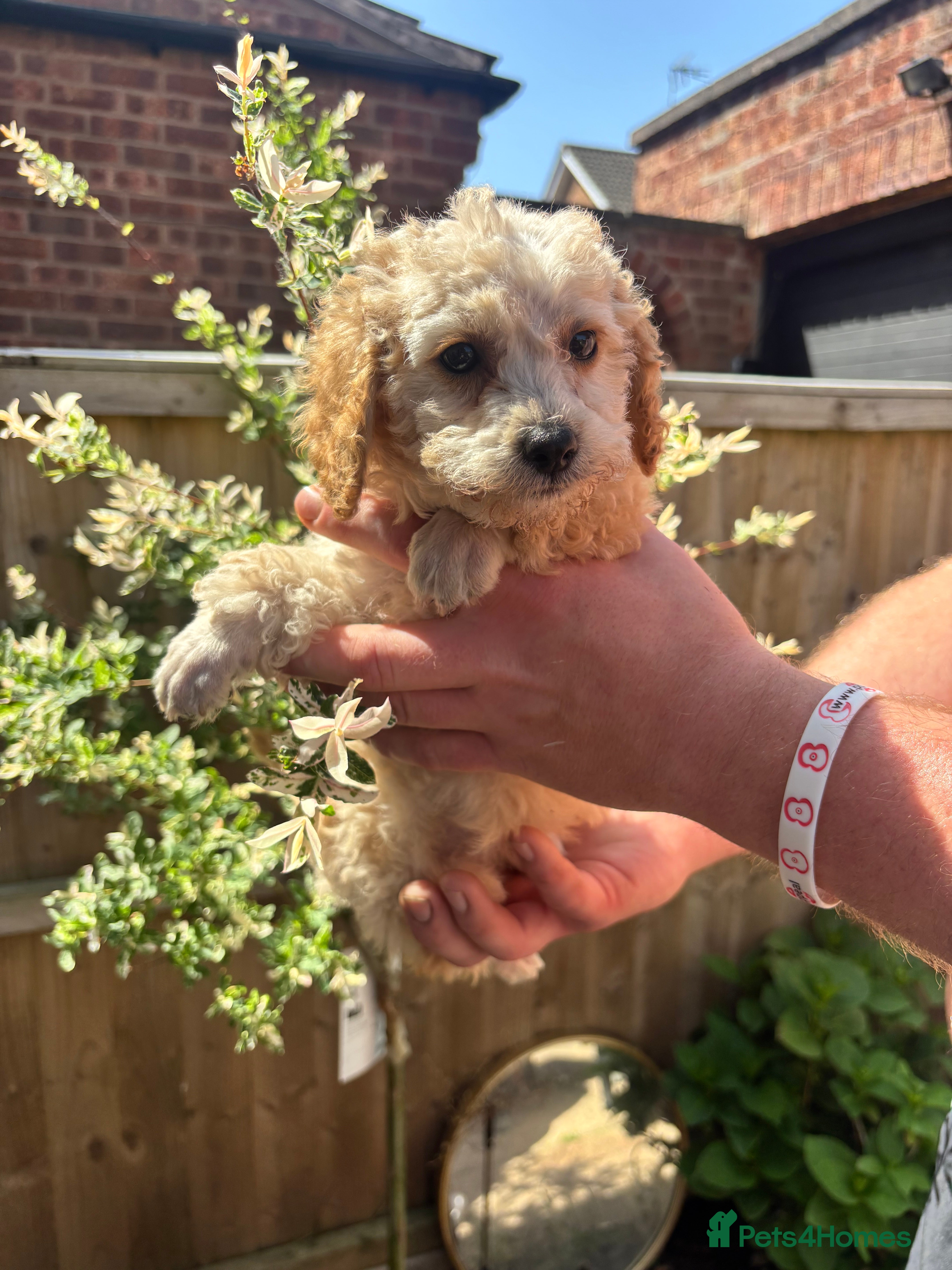 Toy Poodle dogs for sale: Litter of 2 beautiful Apricot girls  - Advert 15