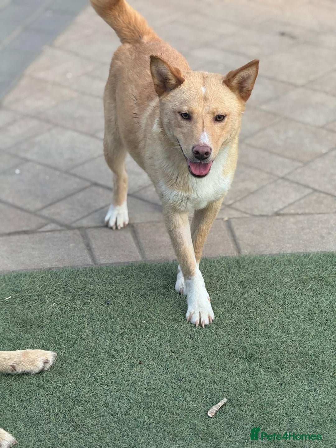 Mixed Breed dogs for adoption: Gorgeous Bill ready for his home - Advert 17