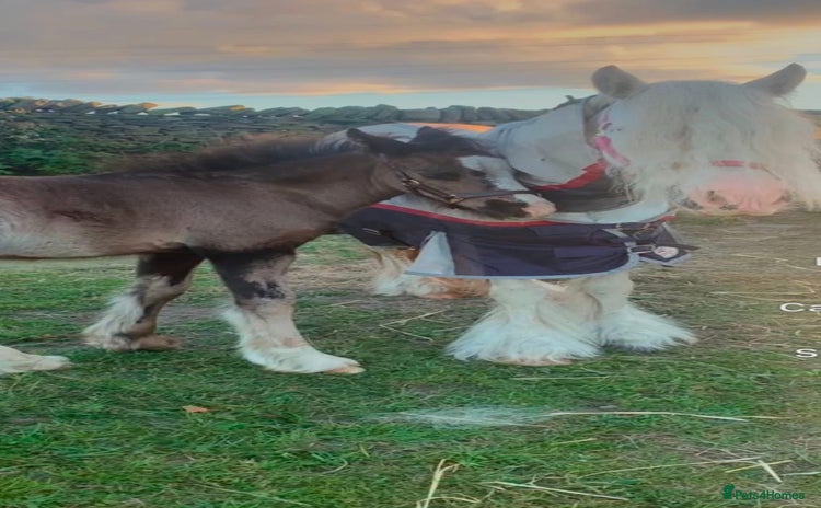 Irish Cob horses - Advert 1