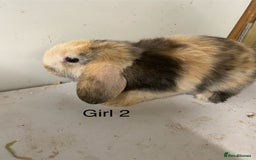 Mini Lop rabbits for sale: Beautiful Lop eared bunnies  - Advert 7