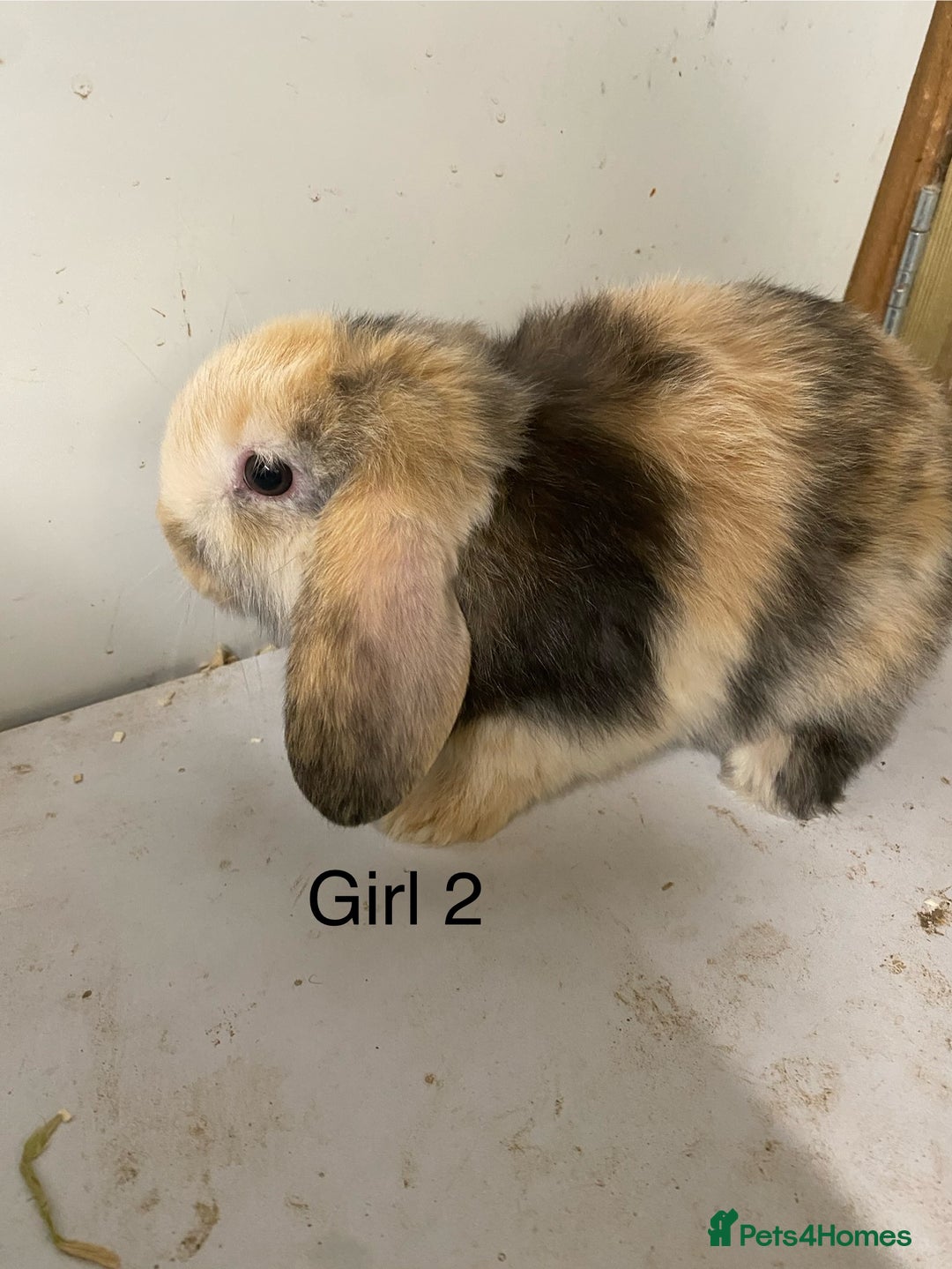 Mini Lop rabbits for sale: Beautiful Lop eared bunnies  - Advert 7