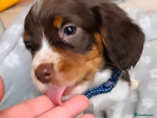 Sprocker dogs Ready now!!! Stunning sprocker puppies - Advert 3