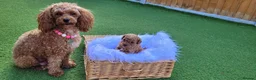 Toy Poodle dogs for sale: Gorgeous Toy poodle Puppies - 2 girls and 1 boy  in Dagenham - Advert 14