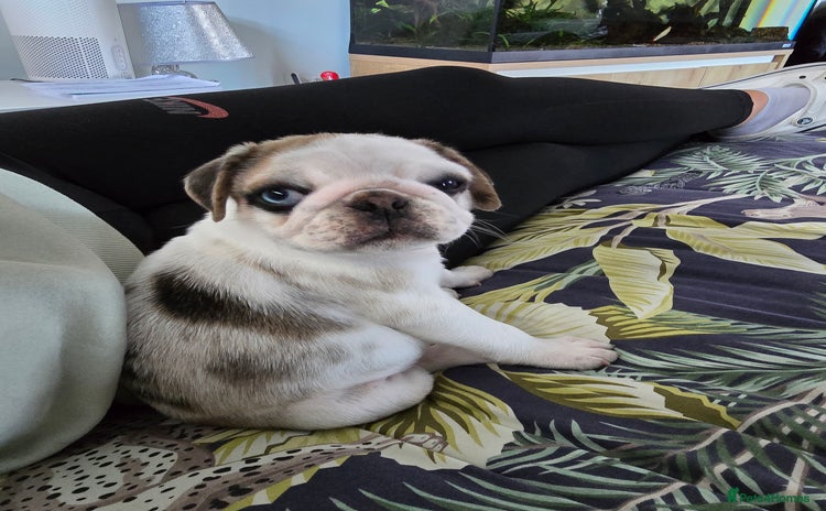 Pug dogs - Advert 3