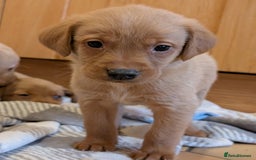 Labrador Retriever dogs for sale: Stunning litter of Labrador retriever pups  - Advert 9