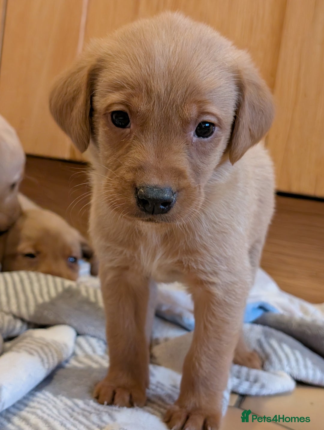 Labrador Retriever dogs for sale: Stunning litter of Labrador retriever pups  - Advert 9