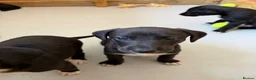 Lurcher dogs for sale: Whippet x saluki greyhound  - Advert 6