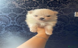 Pomeranian dogs for sale: White KENNEL CLUB Registered CHAMPION Bloodlines - Image 3