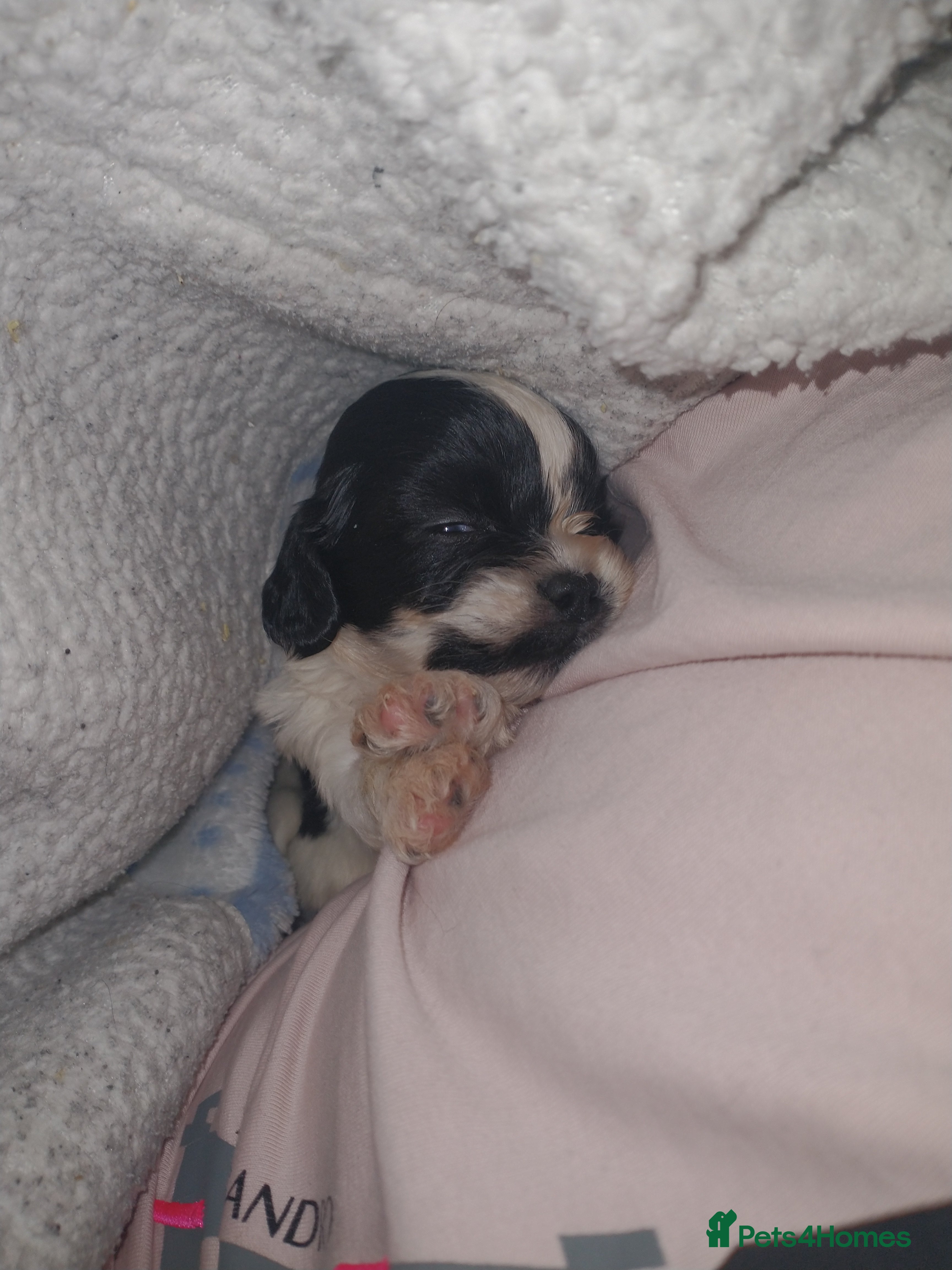 Mixed Breed dogs 2 boys remaining! Cocker-tzu - Advert 5