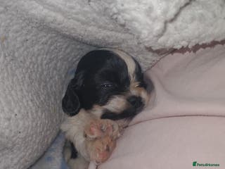 Mixed Breed dogs 2 boys remaining! Cocker-tzu - Advert 10