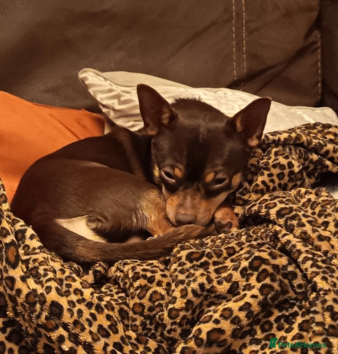 Chorkie dogs for sale: Beautiful litter of chorki's  - Advert 8