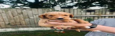 Cockerdor Puppy 8
