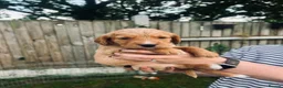 Cockerdor dogs for sale: Stunning Cockerdors for sale  in Norwich - Advert 8