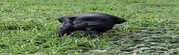 Cocker Spaniel dogs for sale: Ftch sired cocker spaniels - Advert 6