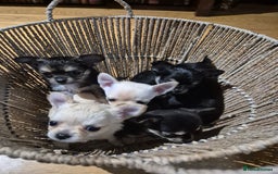 Chihuahua dogs for sale: Chihuahua puppies  - Image 7
