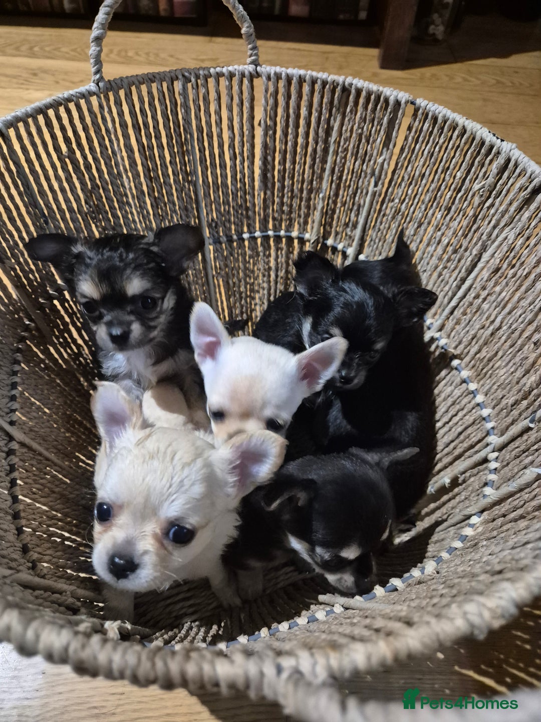 Chihuahua dogs for sale: Chihuahua puppies  - Image 7