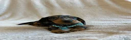 Miniature Dachshund dogs for sale:  KC Registered Miniature Dachshund Puppies - Advert 16