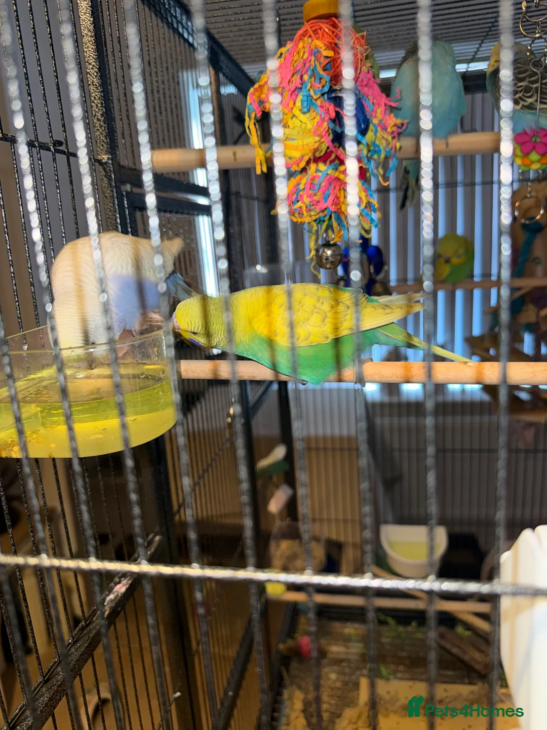 Budgerigars birds for sale: Bonded pair of 8 week old budgies  - Advert 8