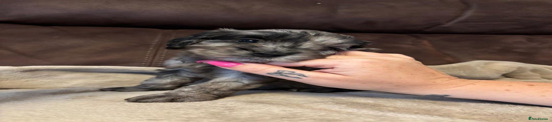 Cockapoo Puppy 6