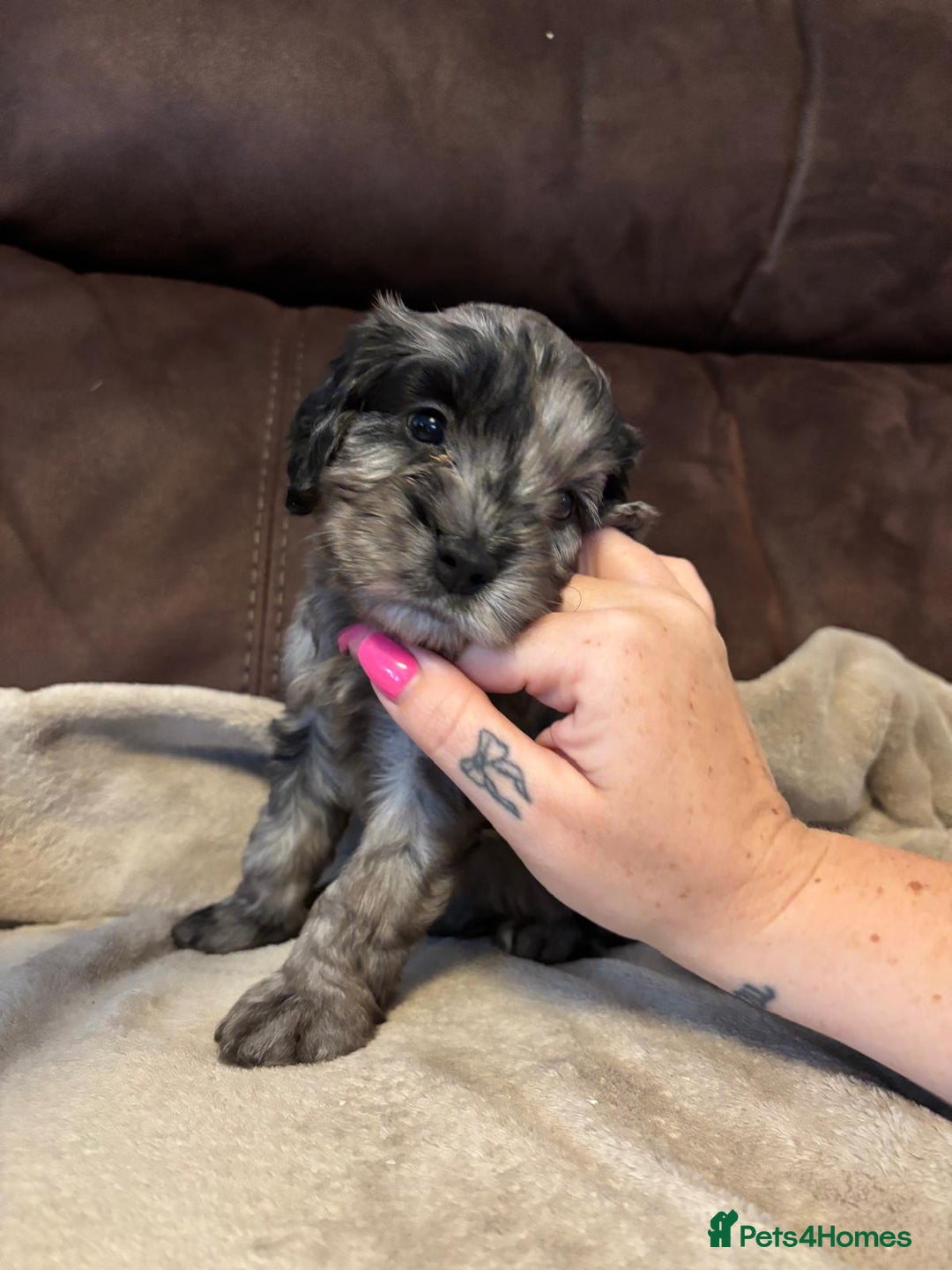 Cockapoo dogs for sale: Stunning cockapoo boys  - Image 10